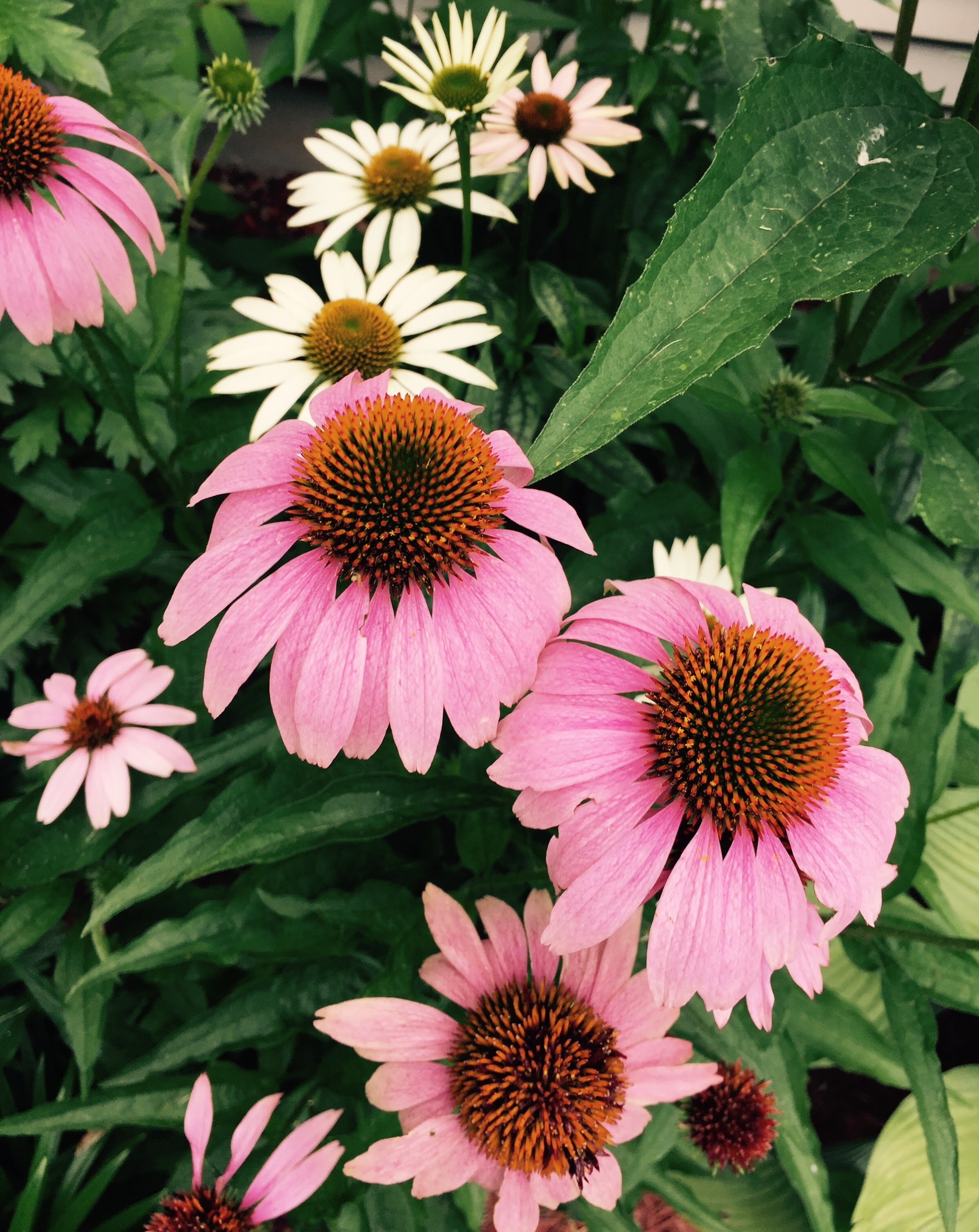 20150714_164834000_iOS